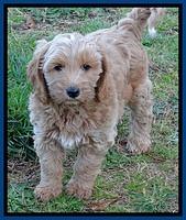RR pups 7 wks old 62