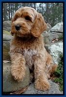 RR pups 8 wks old 10