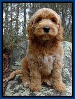 RR pups 8 wks old 20