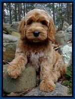 RR pups 8 wks old 30