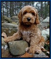 RR pups 8 wks old 50