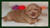 RR pups 2. 8 wks old111
