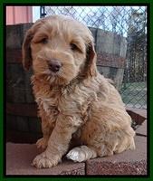 RR pups 5.5  wks old 5 1