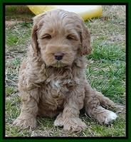 RR pups 6 wks old 41