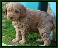 RR pups 6 wks old 91