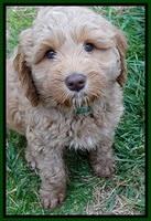 RR pups 7 wks old 211