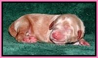 RR one day old 151