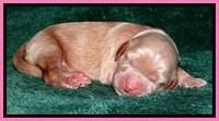 RR one day old 161