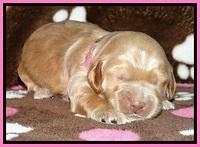 RR pups 1 week old 151