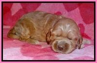 RR pups 2 wks old 161