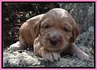 RR pups 3 weeks old 131