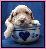 RR pups 4 weeks old 181