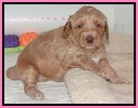 RR pups 4 weeks old 201