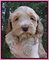 RR pups 5 wks old 11