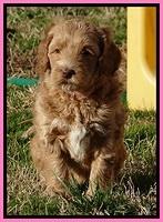 RR pups 5.5  wks old 15 1