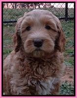 RR pups 7 wks old 161