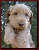 RR pups 5 wks old 111