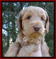 RR pups 5 wks old 91