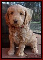 RR pups 5.5  wks old 8 1