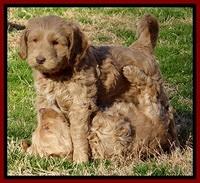 RR pups 5.5  wks old 9 1