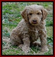 RR pups 6 wks old 112