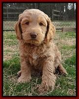 RR pups 6 wks old 271