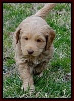 RR pups 6 wks old 281