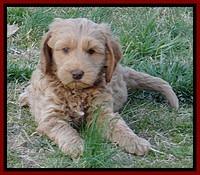 RR pups 7 wks old 41