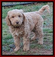 RR pups 7 wks old 72