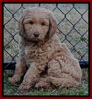 RR pups 7 wks old 92
