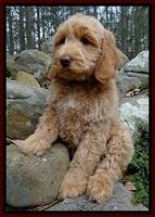 RR pups 8 wks old 70