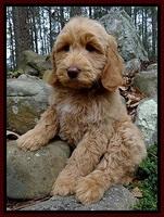 RR pups 8 wks old 80