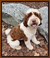 Gambler 15 mos old park