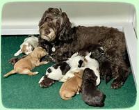 Rosie Gambler group 2 weeks old 1