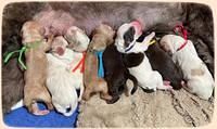 Rosie Gambler newborn pups 21
