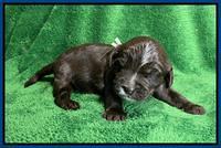 Rosie Gambler 2 WK OLD pups 111
