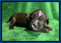 Rosie Gambler 2 WK OLD pups 121