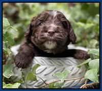 Rosie Gambler 3 WK OLD pups 231