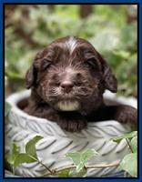 Rosie Gambler 3 WK OLD pups 251