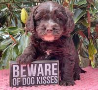 Rosie Gambler 5 WK OLD pups 331