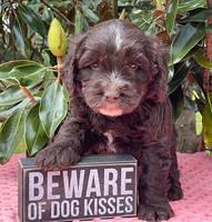Rosie Gambler 5 WK OLD pups 351