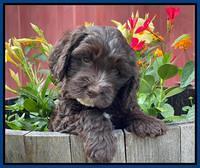 Rosie Gambler 6 wk old 281