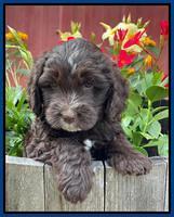 Rosie Gambler 6 wk old 291
