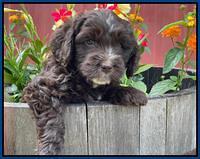 Rosie Gambler 6 wk old 311