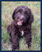 Rosie Gambler 6 wk old 331