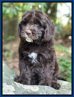 Rosie Gambler 8 wks old 281
