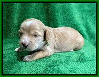 Rosie Gambler 2 WK OLD pups 51