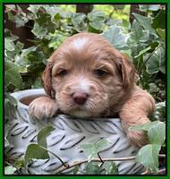 Rosie Gambler 3 WK OLD pups 121