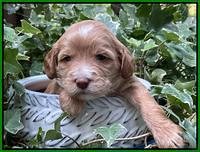 Rosie Gambler 3 WK OLD pups 131
