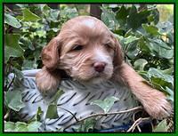 Rosie Gambler 3 WK OLD pups 141
